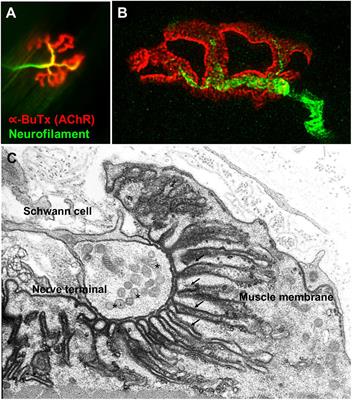 The Neuromuscular Junction in Health and Disease: Molecular Mechanisms Governing Synaptic Formation and Homeostasis